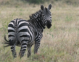 Zebra